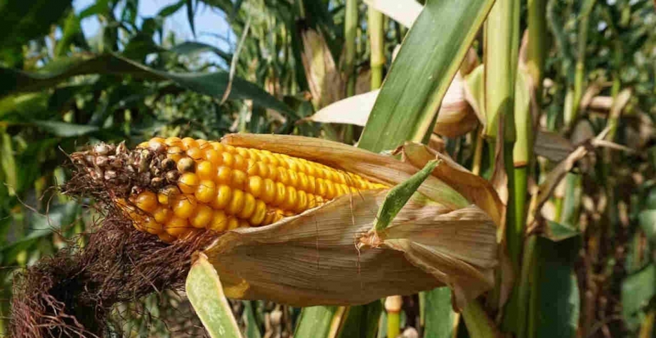 A Conab ainda cortou a projeção da segunda safra de milho para 69,95 milhões de toneladas, de 79,8 milhões na previsão passada (Imagem: Pixabay/ Anrita1705)