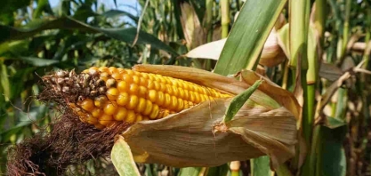 Conab reduz estimativa de safra de milho do Brasil e vê mais importações