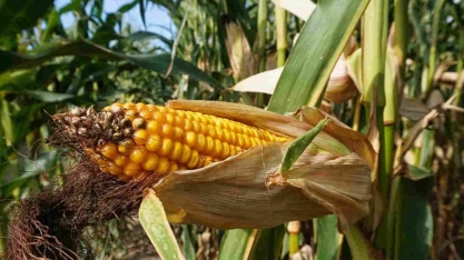 Conab reduz estimativa de safra de milho do Brasil e vê mais importações