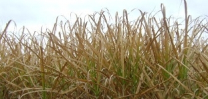 Geada ameaça milho e pode atingir café do Paraná e cana do sul de SP e MS