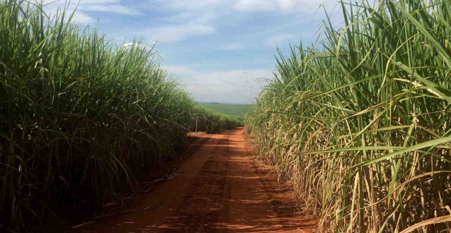 A São Martinho reportou um lucro líquido de 927,1 milhões de reais no ano-safra encerrado em março (Imagem: REUTERS/Marcelo Teixeira)