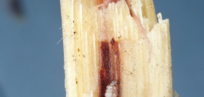 Fungo causador de podridão vermelha “manipula” insetos e plantas para se disseminar nos canaviais