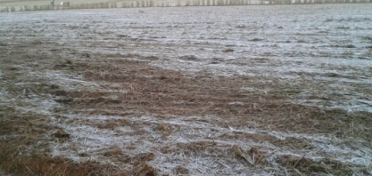 Geada - Avaliação prática em áreas de cana-de-açúcar