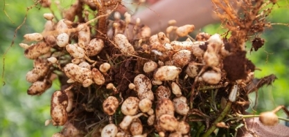 Pacote tecnológico da APTA Regional para o setor de amendoim reduz em até 80% danos causados pelo percevejo-preto