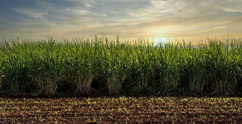 A palha da cana-se-açúcar pode ser usada como matéria-prima para obtenção dos chamados greens materials (materiais verdes). Foto: iStock