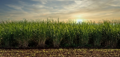 Cientistas obtêm nanocristais da palha da cana-de-açúcar