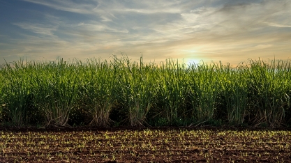 Cientistas obtêm nanocristais da palha da cana-de-açúcar
