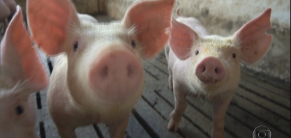 Produtores do paraná geram e vendem energia elétrica através de biodigestores