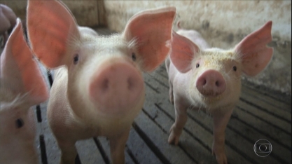 Produtores do paraná geram e vendem energia elétrica através de biodigestores