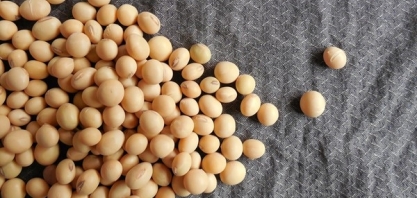 Previsão de Safra: IEA aponta boas perspectivas de produção e produtividade para os grãos em 2021