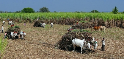 Produção de açúcar da Índia deve crescer 13% em 2020/21 – Associação