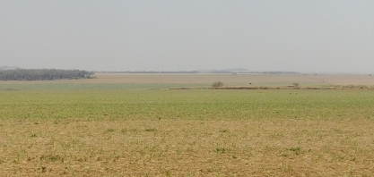 Análise do Itaú BBA sobre os efeitos na agropecuária da atual crise hídrica