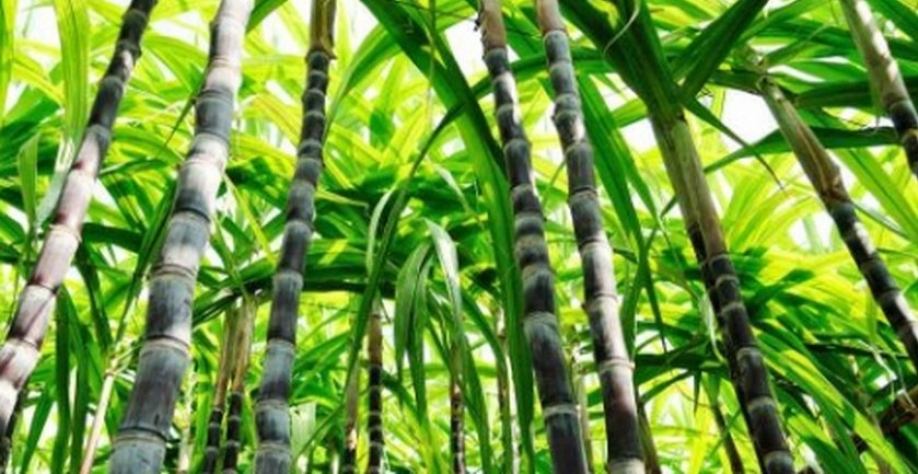 Cana-de-açúcar - Foto: Reprodução