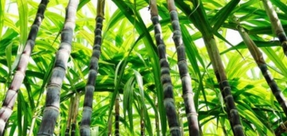 Chuvas renovam esperança de safra de crescimento no ciclo 21/22