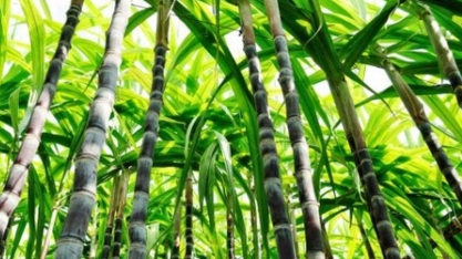 Chuvas renovam esperança de safra de crescimento no ciclo 21/22