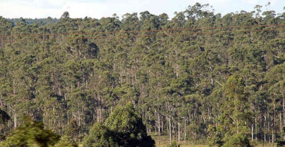 Potencial de energia que pode ser aproveitado dos eucaliptos já é dominado (Imagem: Wikimedia Commons)