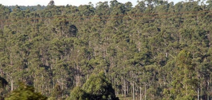 Tecnologia há, biomassa também. “Lixo” do eucalipto ainda vai virar etanol e eletricidade