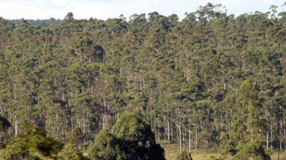 Tecnologia há, biomassa também. “Lixo” do eucalipto ainda vai virar etanol e eletricidade