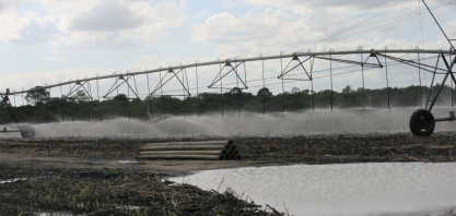 O uso eficiente da água na lavoura canavieira