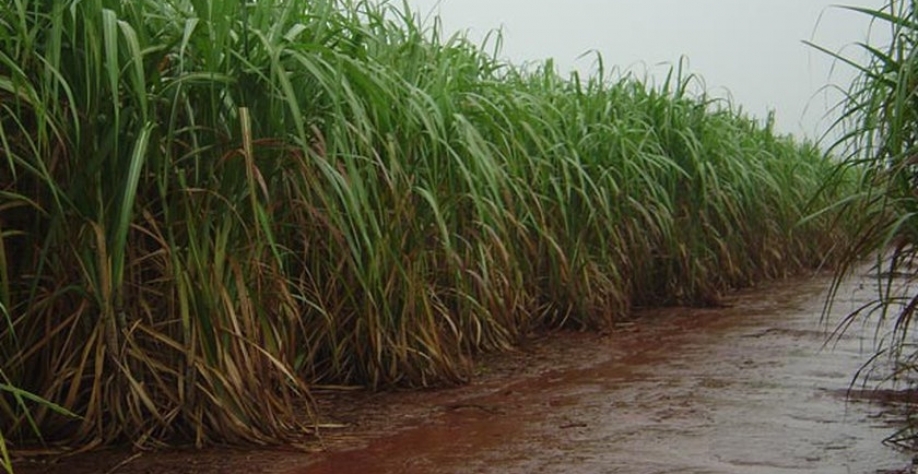 Média histórica acumulada para o período é de 747,15 mm - Foto: Reprodução