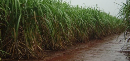 Zona canavieira registrou mais de 957 mm de chuva de janeiro a maio deste ano