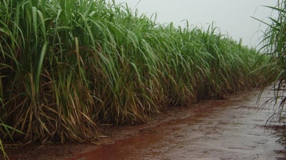 Zona canavieira registrou mais de 957 mm de chuva de janeiro a maio deste ano