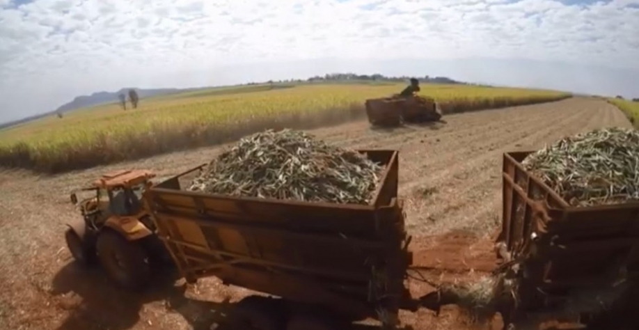 Paraná é um dos estados que mais produz cana do Brasil — Foto: RPC/Reprodução