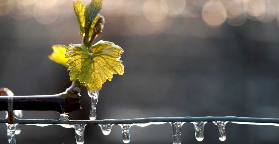 “Há muito tempo não via formação de geadas dessa magnitude (no Brasil)”, disse o agrometeorologista Marco Antônio dos Santos, em boletim (Imagem: REUTERS/Christian Hartmann)