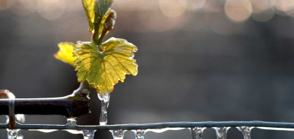 Geadas atingem áreas de milho, cana e café do Brasil, diz Rural Clima