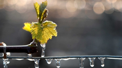 Geadas atingem áreas de milho, cana e café do Brasil, diz Rural Clima