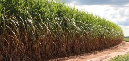 Mulheres lideram setor de pesquisa em cana-de-açúcar