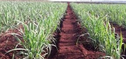 Inovações no manejo de pragas e doenças contribuem com a qualidade da safra