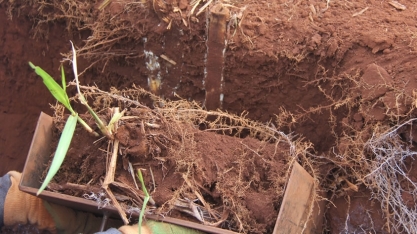 DMB e AgroQuatro-S conduzem um dos maiores experimentos em plantio mecanizado de cana-de-açúcar do mundo