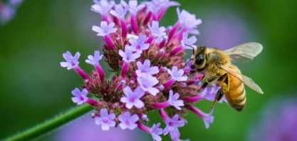 Técnica menos agressiva ao meio ambiente detecta agrotóxicos em abelhas e no pólen