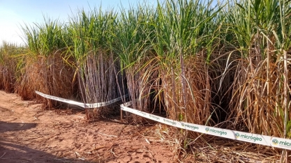 Com adubação biológica produzida com Microgeo® produtor de cana-de-açúcar aumenta a produtividade e lucratividade agrícola de forma sustentável