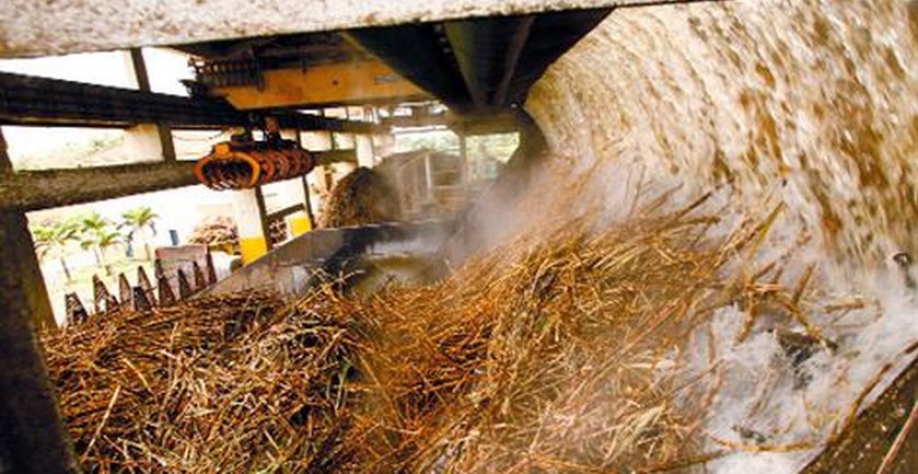 Moagem tem redução na região centro/sul - Foto: Reprodução/Internet