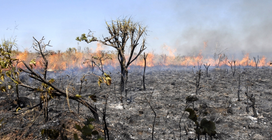 Fogo não combina mais com a cana. Foto: Banco de imagens CanaOnline
