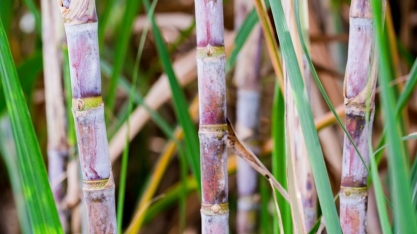 ATR da Cana no mês de junho tem queda superior a 1,6%