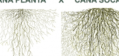 Agrícola Trevizoli aposta no terceiro eixo e vê produtividade saltar de 85 tch para 123 tch na média de cinco cortes