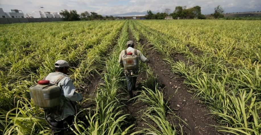 Trabalhadores usam fertilizantes em campo de cana-de-açúcar no estado de Morelos, México.