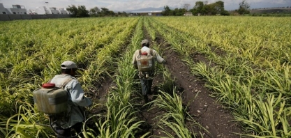 Produção de açúcar no México fica abaixo da expectativa, diz Czarnikow