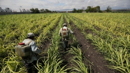 Produção de açúcar no México fica abaixo da expectativa, diz Czarnikow