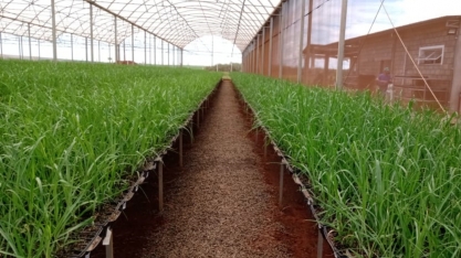 Núcleo de Mudas Pré-Brotadas da BP Bunge investe em variedades mais produtivas para abastecer canaviais