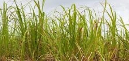 Governo reconhece situação emergencial provocada pela seca em cidade de MS