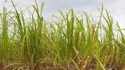 Governo reconhece situação emergencial provocada pela seca em cidade de MS