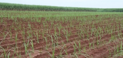 Cana-de-açúcar: Sistema de Mudas Pré-Brotadas do IAC terá certificação