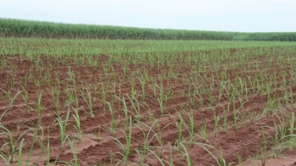 Cana-de-açúcar: Sistema de Mudas Pré-Brotadas do IAC terá certificação