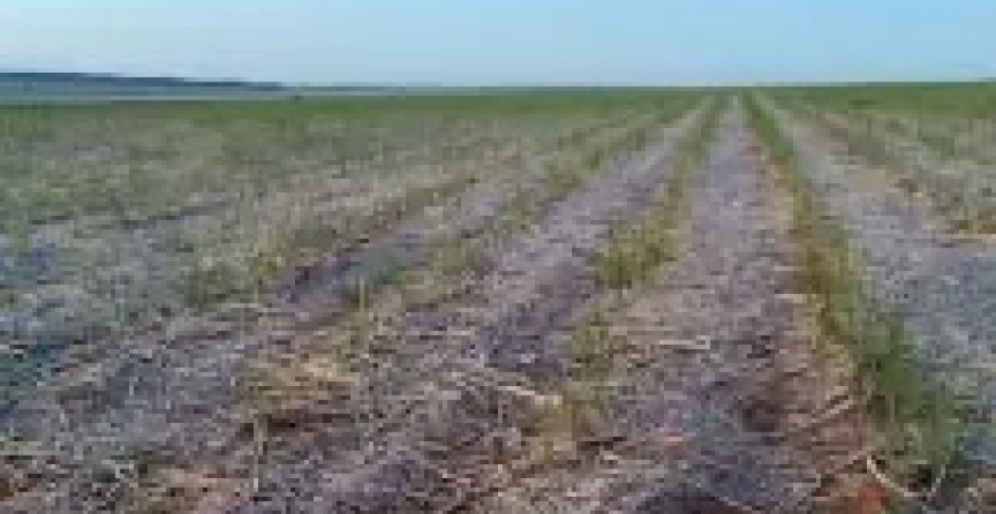 Também em Nova Andradina, plantação de cana-de-açucar amanheceu queimada pelo frio (Foto: Direto das Ruas) - CREDITO: CAMPO GRANDE NEWS
