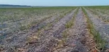 De ponta a ponta de Mato Grosso do Sul, veja os registros do pior frio em 8 anos