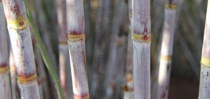 Cana que vira plástico